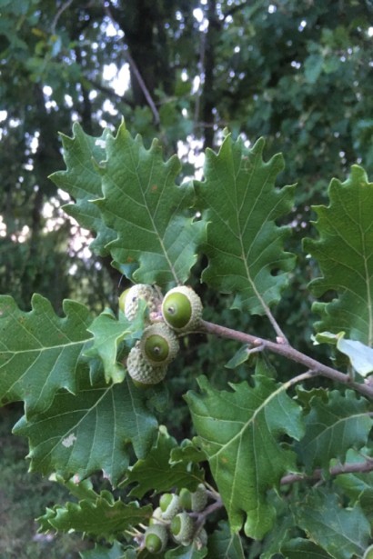 Дуб скельний